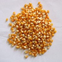 Popcorn Bhutta-1kg