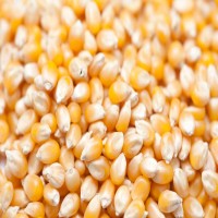 Popcorn Bhutta-1kg